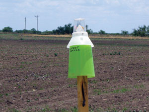 Boll Weevil Trap