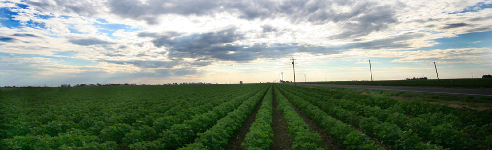 Cotton with Clouds