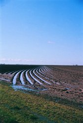 Field after Rain