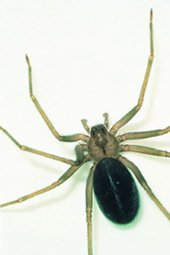 Brown Recluse Spider