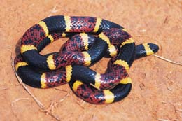 Coral Snake