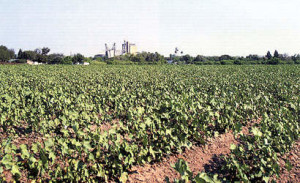 Lyford Cotton