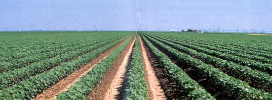Cotton Rows