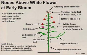 Cotton Diagram