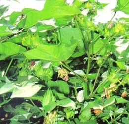 Cotton Green Leaves