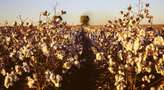 Cotton Harvest