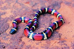 Milk Snake