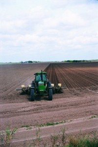 Cotton Planting