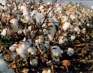 Row Cotton