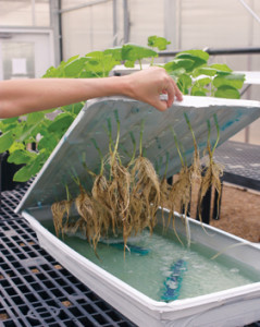 Salt Tolerance in Cotton