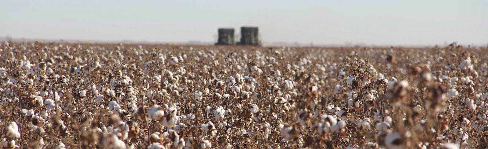 Cotton Harvest