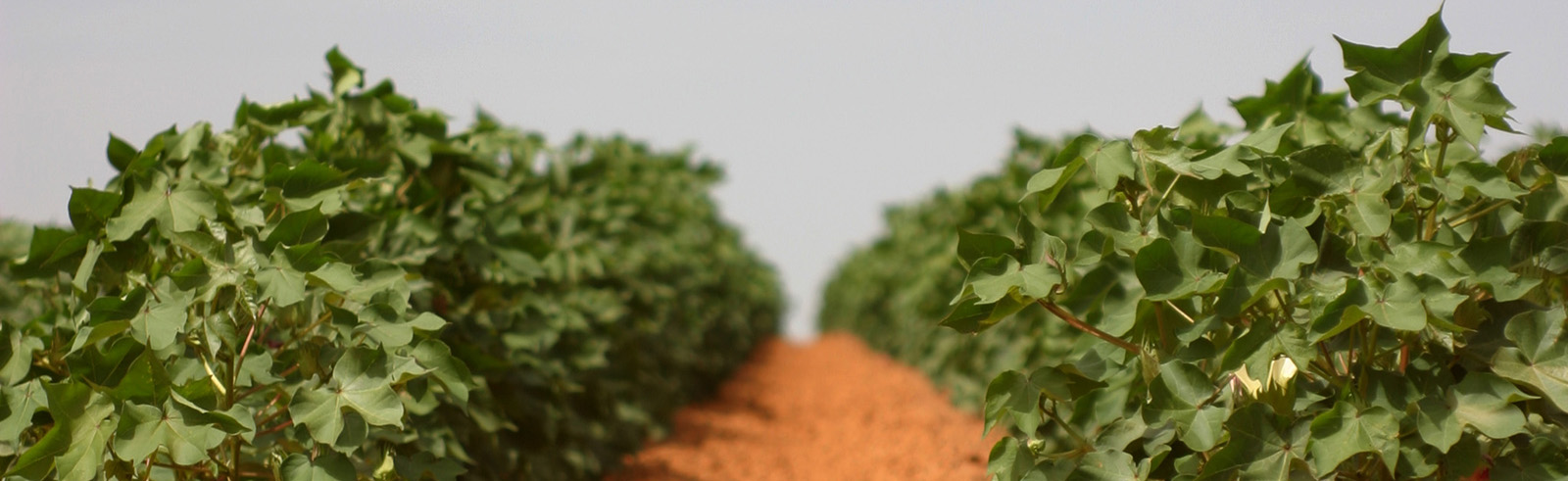 Cotton Field