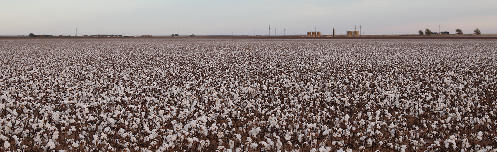 White Cotton