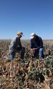 Chase Schuchard, Randall Bankhead, cover crop, inspecting